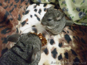 Продаются шиншиллы #598223