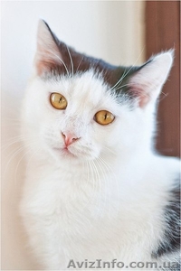 Чёрно-белая девочка срочно ищет семью #593542