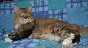 Сибирский котик ищет семью #593528