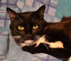 Ласковая молодая кошечка ищет семью #593537