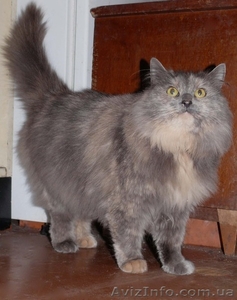 Шикарная кошка породы норвежская лесная #593530