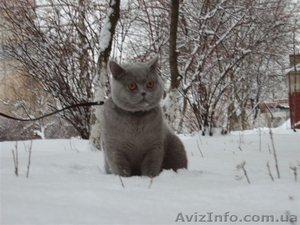 Британец ждет невесту #588192