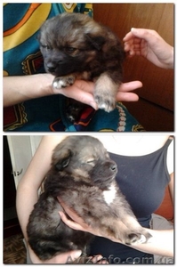 замечательный щенок соверщенно даром! чудесный друг и ласковый питомец! #571879