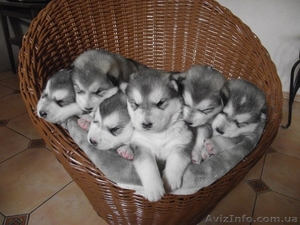 СИМПОТИЧНЫЕ ЩЕНКИ ИЩУТ ХОЗЯЕВ #571674