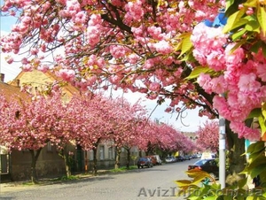 МАЙСКИЕ ПРАЗДНИКИ В ЧЕРНОВЦАХ #566150