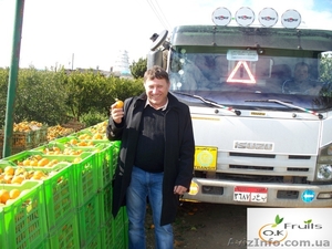 АПЕЛЬСИНЫ  из Египта #599316