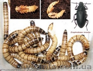 Зофобас (Zophobas morio) #567940