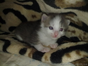 отдам котят на любой вкус #629847