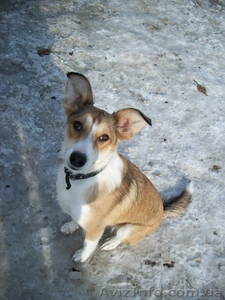 Огненно-рыжая девочка-лисичка ищет хозяевов! #619293