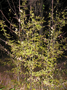 саженцы граба, клена, липы, черёмухи, рябины, барбариса, боярышника, тёрна, ели, сосны #629892