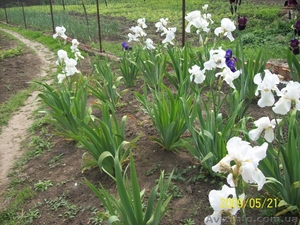 продам ирисы,  прекрасные цветы для украшения приусадебных участков. #641662