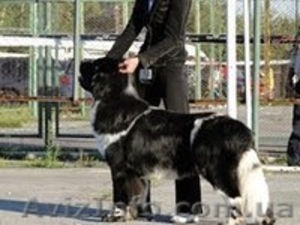 кобель ньюфаундленда #605610