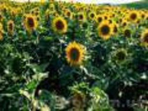 посевной материал (семена подсолнечника) #628461