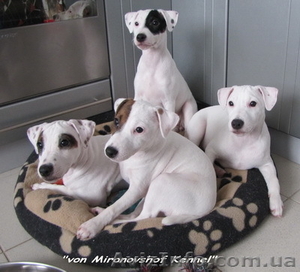 ПАРСОН ДЖЕК РАССЕЛ ТЕРЬЕР - шикарные щенки от Интерчемпиона! #615582