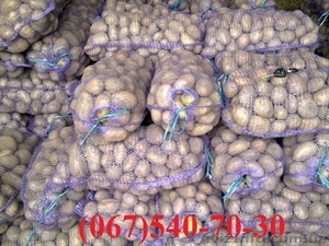 семенной картофель. 1й репродукции нет. Только Элита #605715