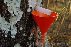 продам свежий сок березовый #613687