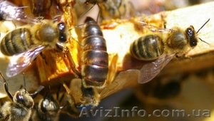 Продаю пчелопакеты по 600 грн. та пчелосемьи по 130 грн.за рамку  #641688