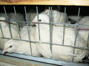 Предлагаю инкубационное перепелиное яйцо #610321