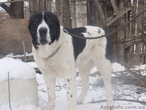 щенки среднеазитской овчаркиk #628147