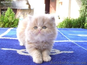 Продам пушистиков!!!!!! #638905