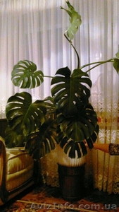 Продается Монстера #614686