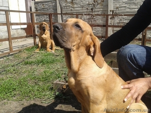 щенки фила бразилейро(2 девочки) #639021