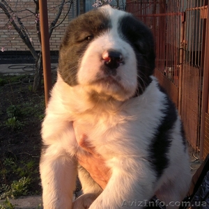 Щенки туркменского Алабая #636937