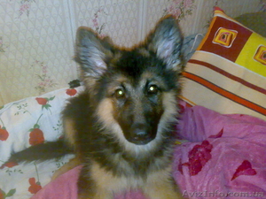овчарк с документами 3 мес.срочно #634959