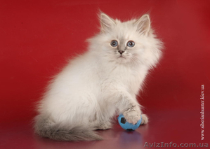 Продам сибирских котят колорных окрасов в Киеве #632484