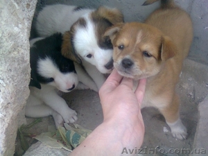 Щенки бесплатно #642084