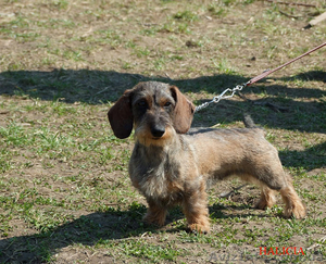 Щенки жесткошерстной таксы миниатюра,  кролик #613135