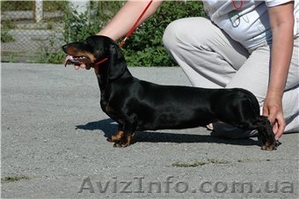 Щенки таксы с подословной. #629677