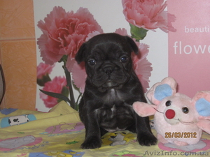 Щенки французских бульдогов #604326