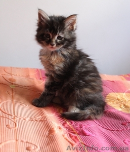 Кошечка Мейн-Кун #642639