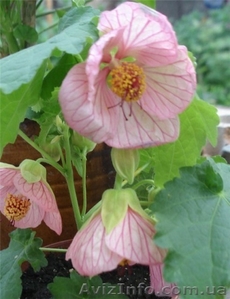 комнатные цветы #613888