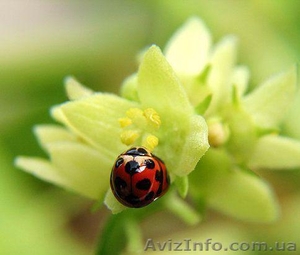 продам участок в крюковщине #190529