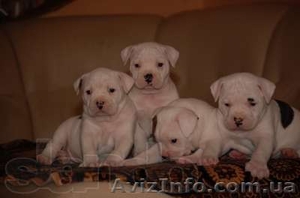 Крупные щенки американского бульдога #630340