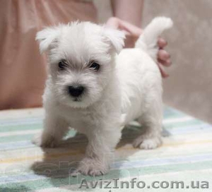 Щенки вест-хайленд терьер продам #628118