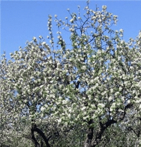 Участок 6-соток #641120