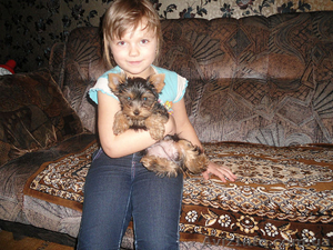 ЙОКШИРСКИЙ ТЕРЬЕР #606880