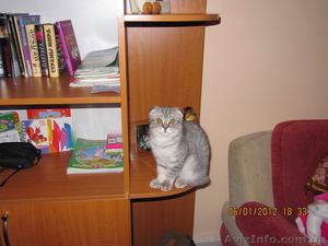 Потерялся шотландский вислоухий котёнок в Днепропетровске  ул.Рабочая #616323
