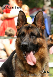 Подрощенные щенки немецкой овчарки #618415