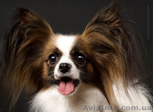 Папильён (собака бабочка) #614708