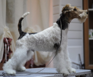 щенки жш фокстерьера от юного чемпиона мира #638781