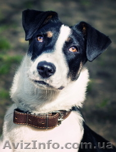 Отдам в хорошие руки собаку парсон терьер (метис) #635811