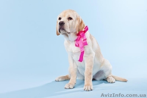 Срочно щенок лабрадора,  5 месяцев #610206