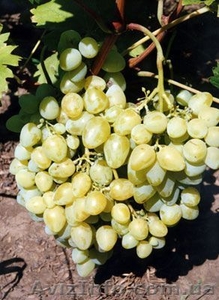 Саженцы элитных сортов винограда. #613729