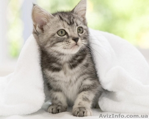 n отдам котенка в хорошие руки n #632348