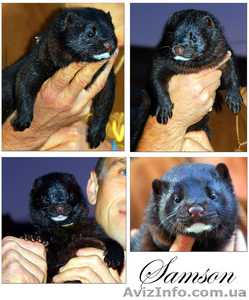 Щенок  американской норки #621029