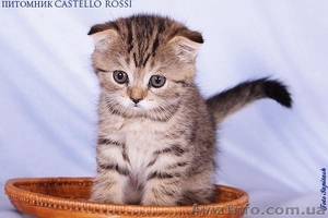 Шотландская вислоухая малышка #618397